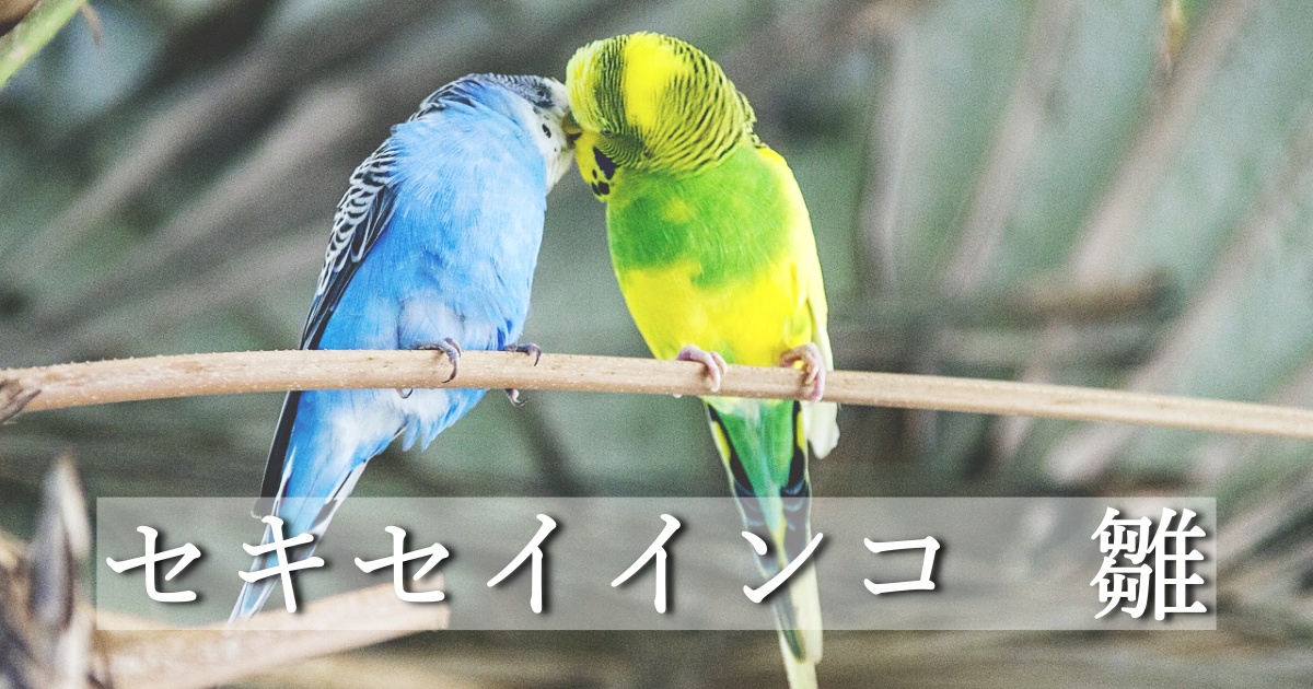 セキセイインコ　雛